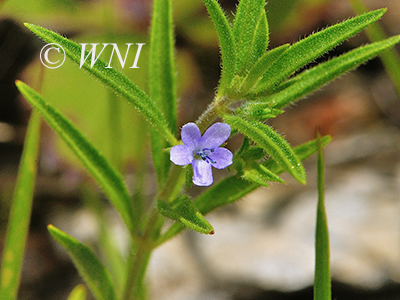 False Pennyroyal (Trichostema brachiatum)